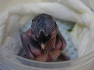A male Guam kingfisher sits on a branch in a netted enclosure.